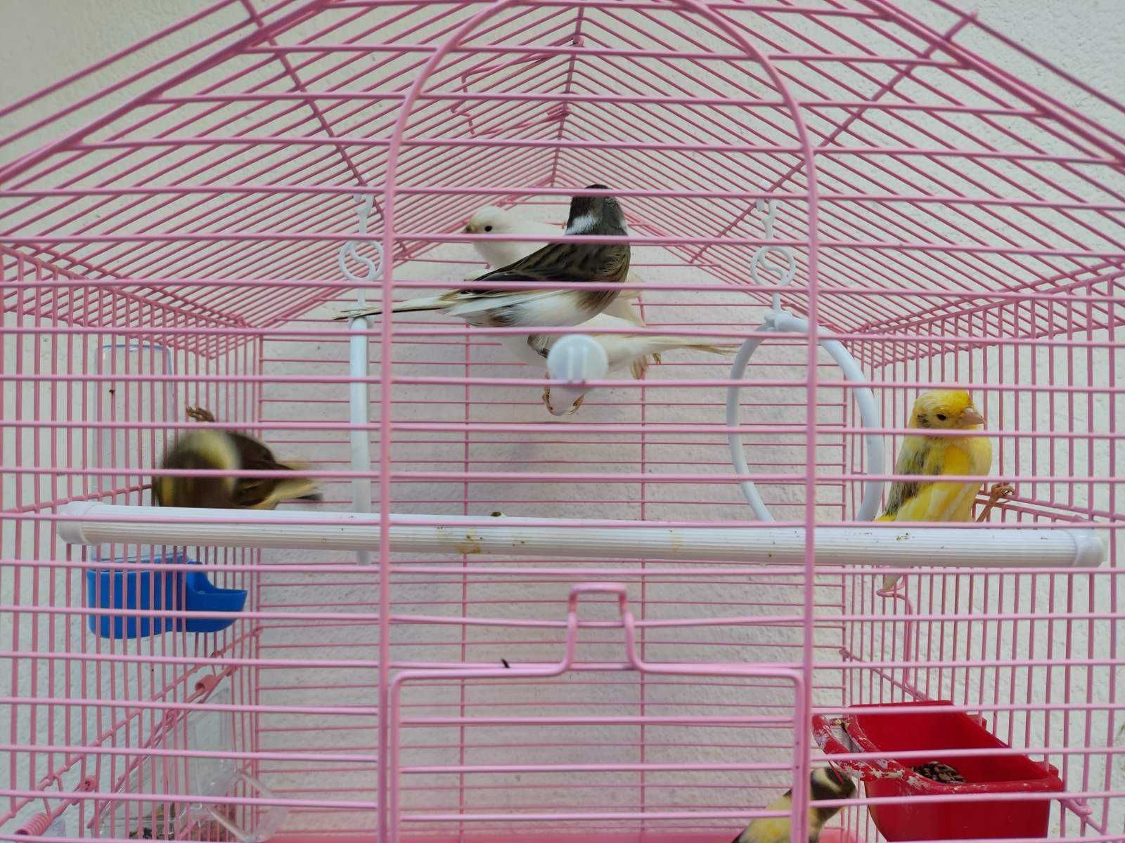 Млади канарчета мъжки и женски