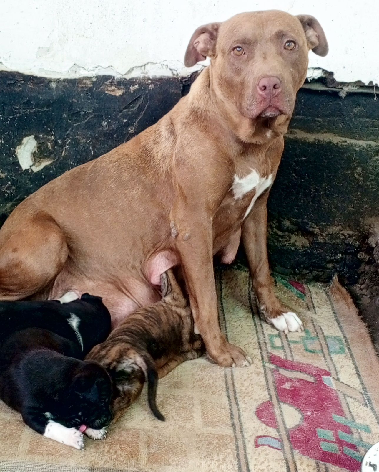 Питбуль-PitBul зоттор кучуклари сотилади,.