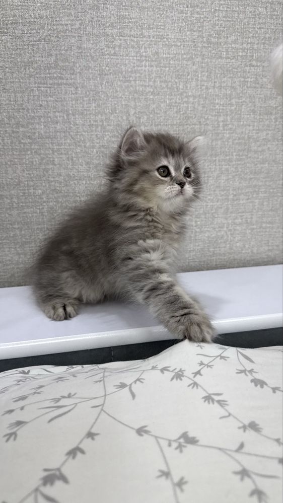 Продаются котята