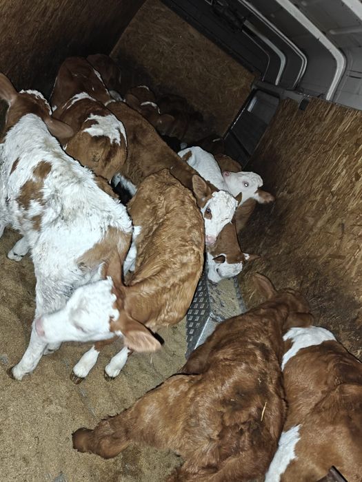 De vanzare 22 de bucăți