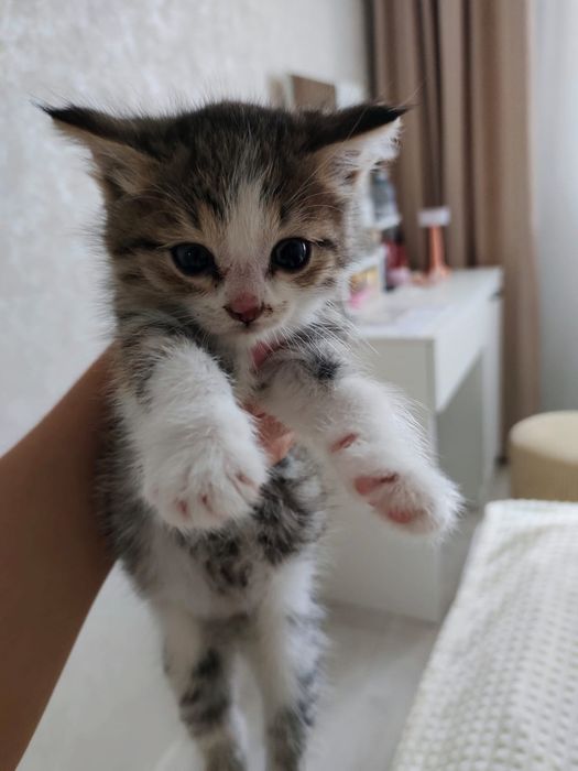 Отдам Котёнка в хорошие руки