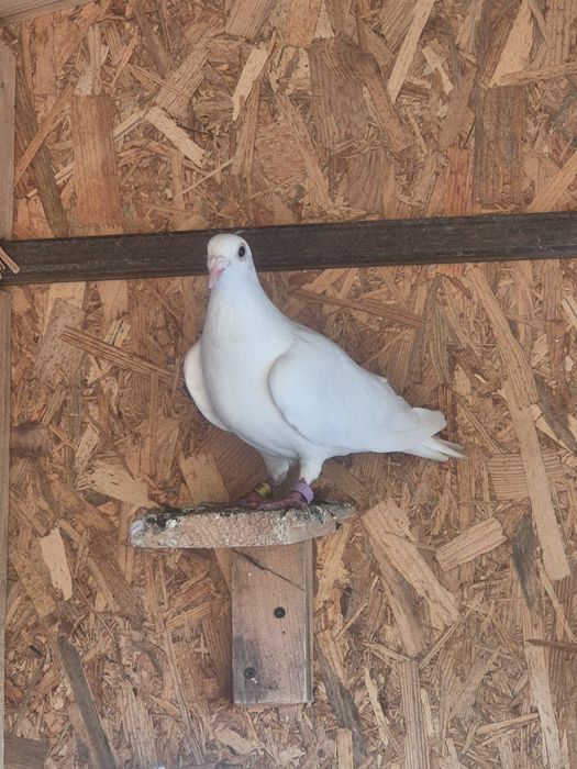 Porumbei voiajori albi