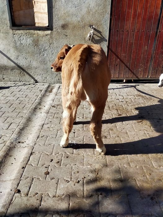 Vand vitea de 3 luni