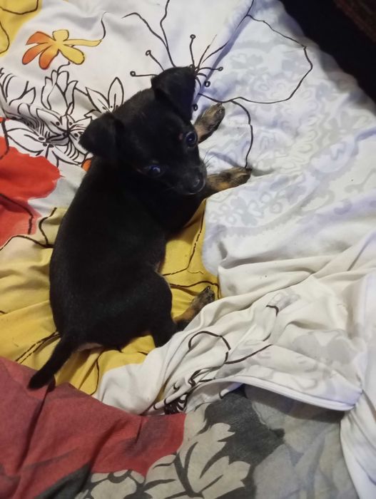 продавам мини чихопинчер