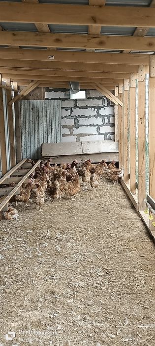 Ломан Браун несушка туып турган тауык уже несутся цыплят утята кур