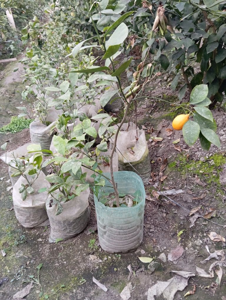 Limon kóchati sotiladi