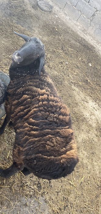 Тоқты, 1 тоқты сатылады