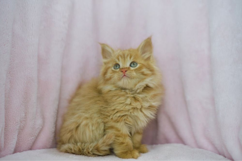 Котенок Сибирский мальчик