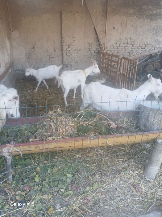 Zanin zotli echkilar sotiladi bugõz