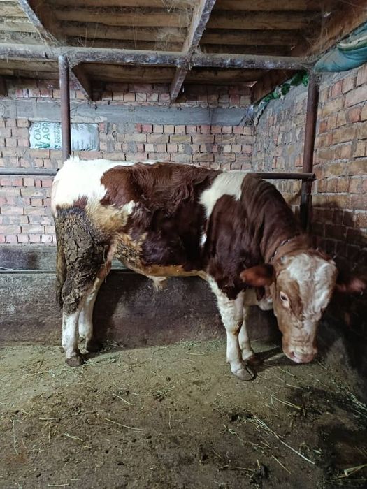 Бука порода флекфи возраст 10 месяцев