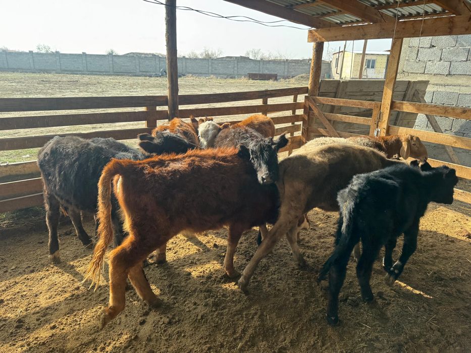 Тараз  ровнида тур