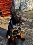 Vand pui de doberman