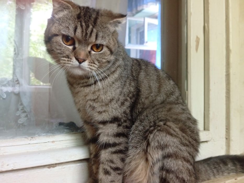 Продается кошка девочка 1 год пародистая британский веслаух