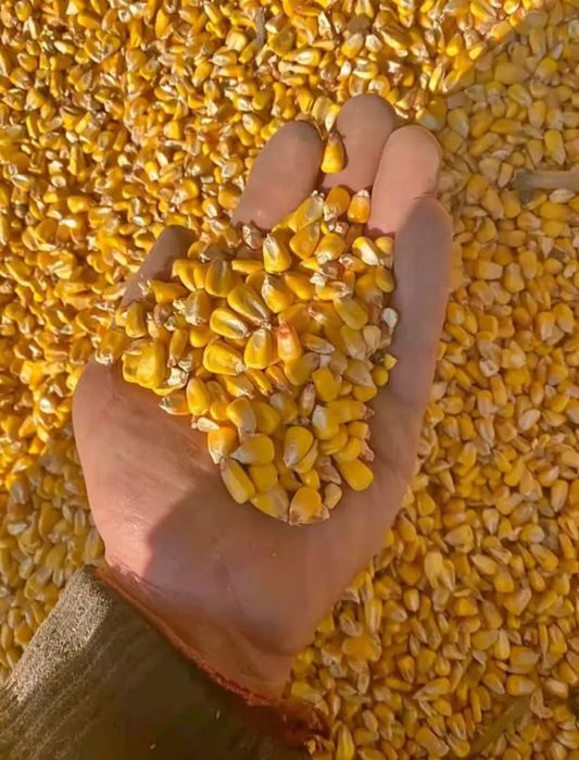 Vând grăunțe porumb