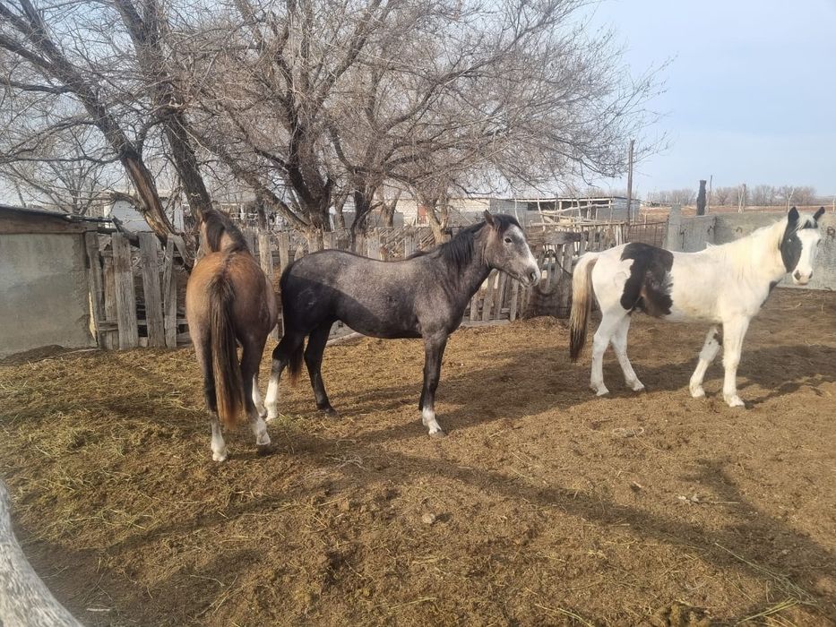 Лошади на согым откором