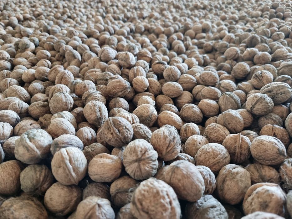 Nuci in coajă producție 2025 certificate ecologic
