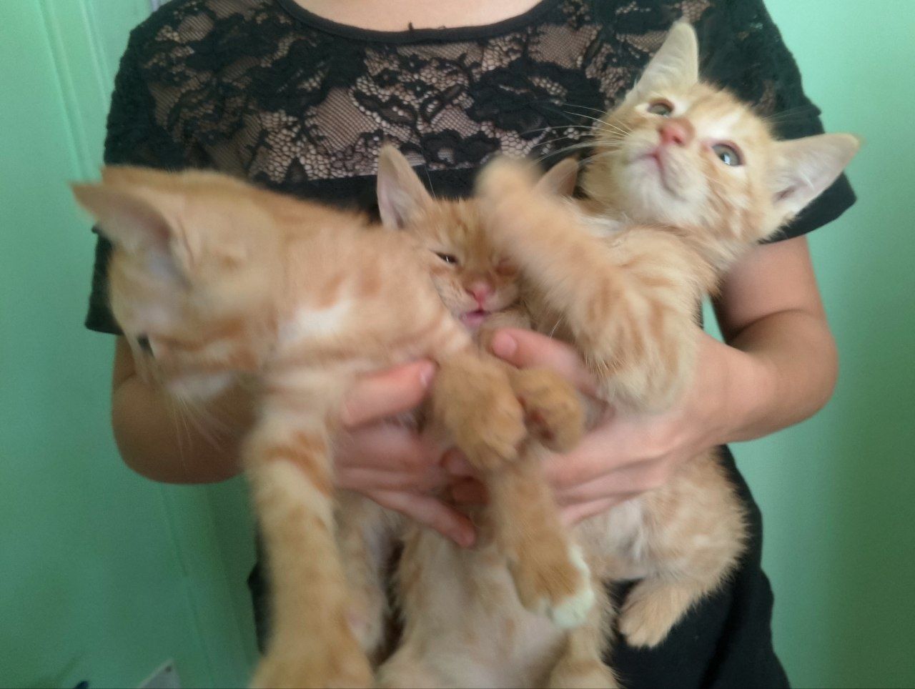 Отдам даром котят в добрые руки
