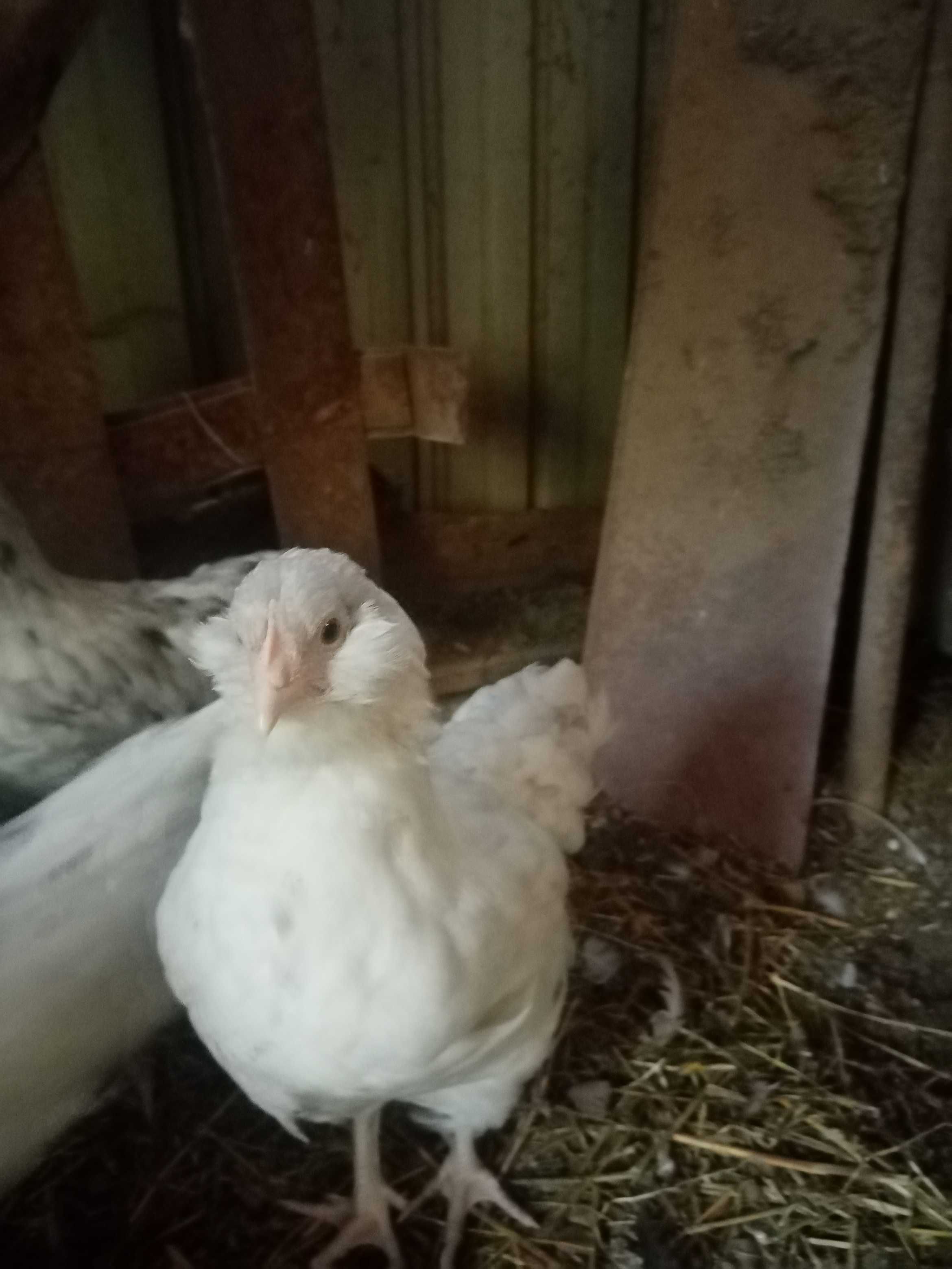 Vând pui moțați, bărboși si încălțați