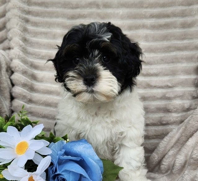 Bichon havanez vaccinat