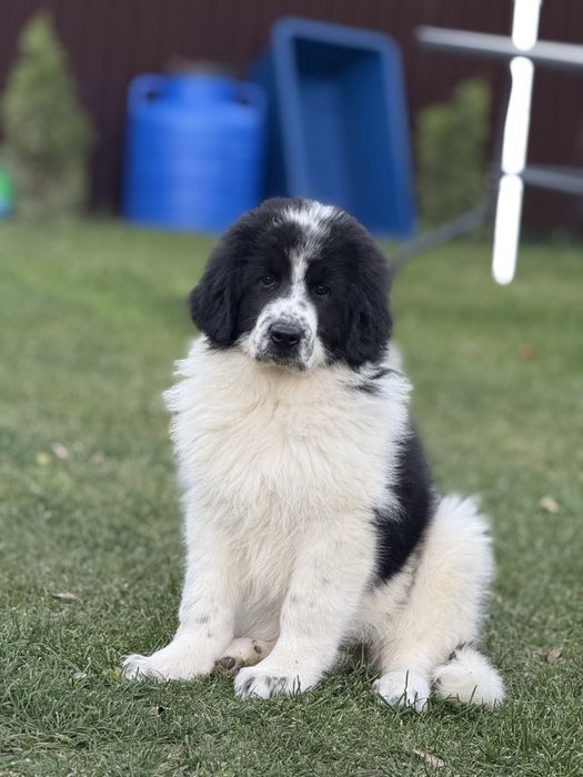 Ciobanesc de bucovina