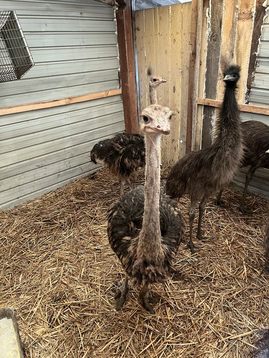 Pereche pui de struți african