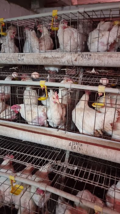 Продам Нисушки куры Хан лайн соня грей