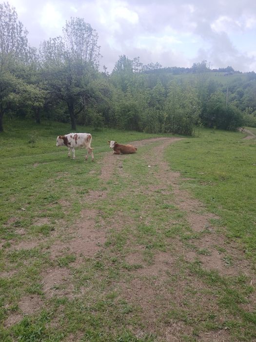 De vanzare vaci cu lapte