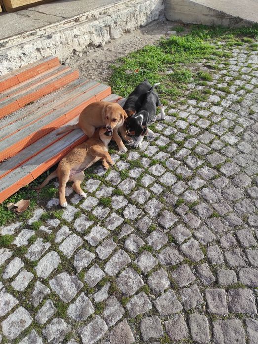 Подарявам малки кучета и майката