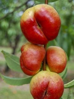Nectarin d  Sanquine la ghiveci