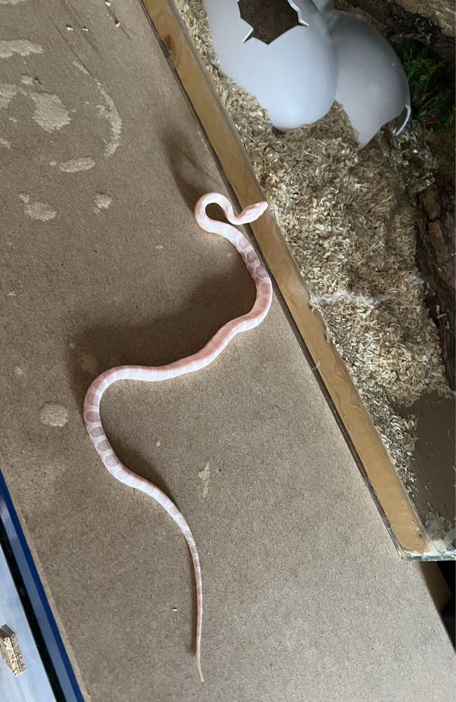 Sarpe  Femela Corn Snake Snow