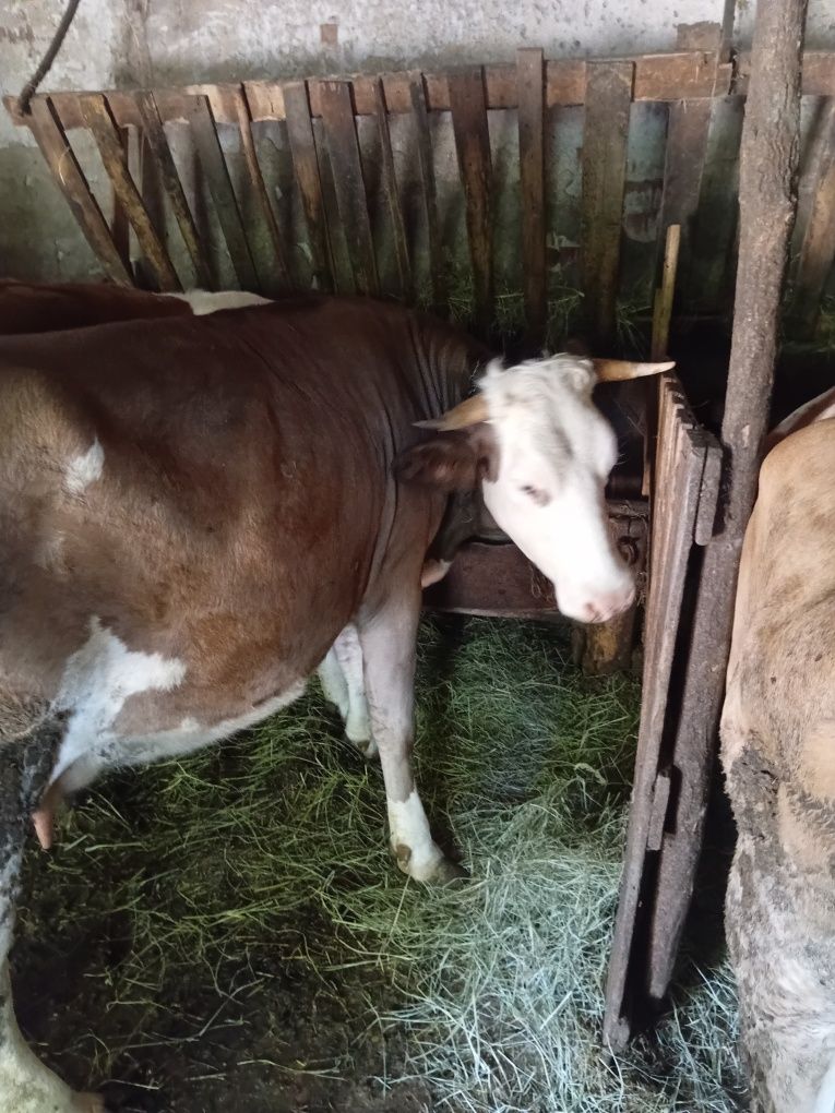 Vand 5 vitei si o vaca