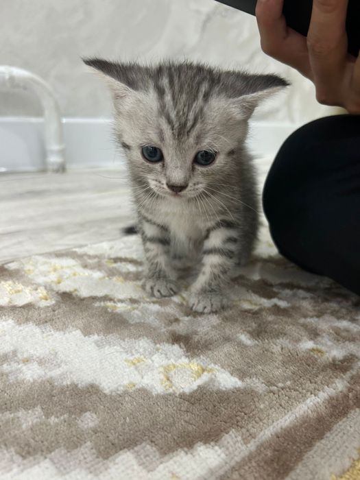 Шотландский скоттиш страйт