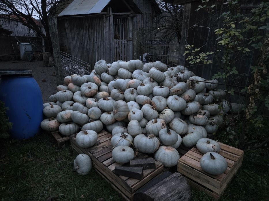 Vând dovleac pentru copt