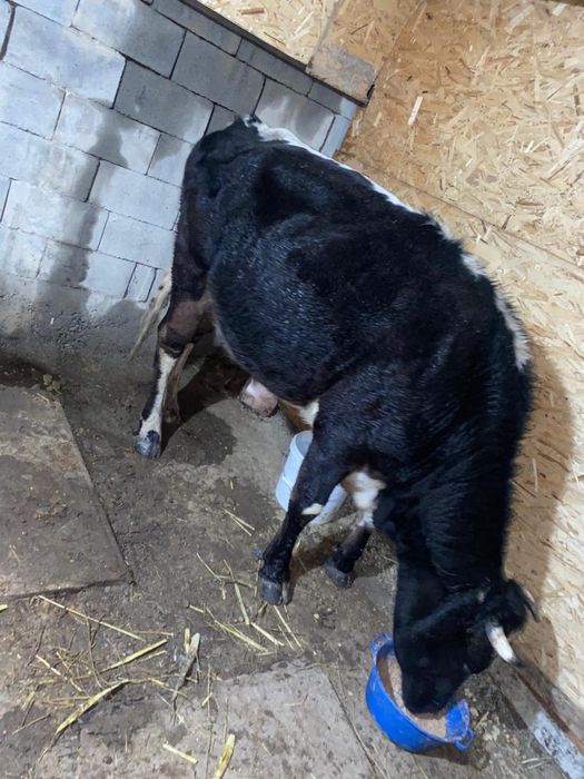 Сиыр бұзауымен Сиыр буаз багасын келисемиз