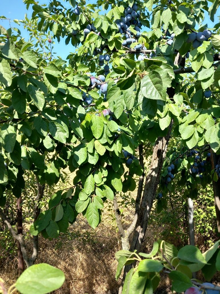 Prune soiul Centenar, recoltare după 25 iulie