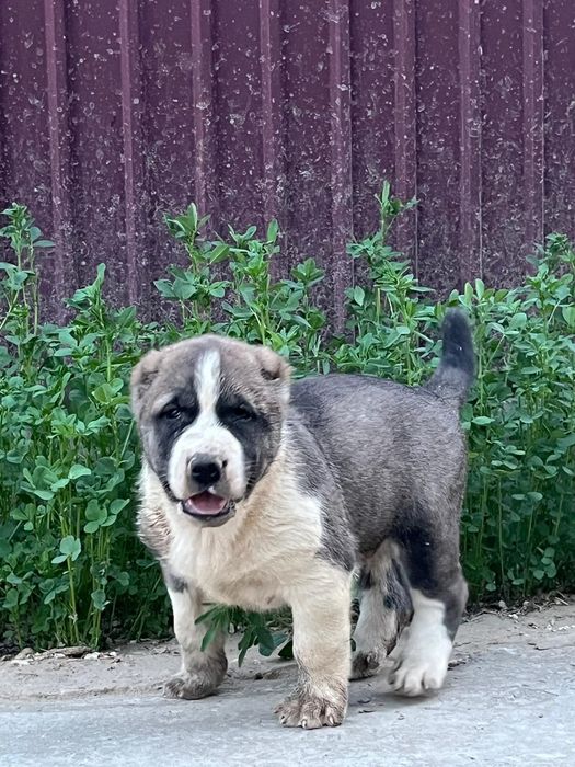 Төбет күшіктер сатылады Төбет күшіктер сатылады 
Асты Қарабас үсті Бай