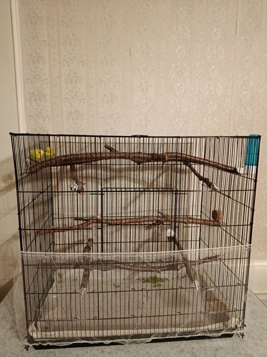 Попугаи с клеткой