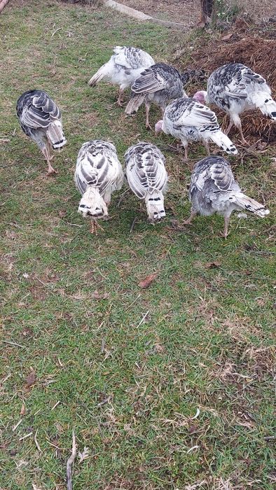 Curcani si curci de vânzare