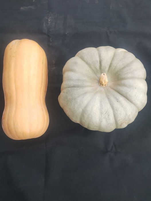 Тикви Сампсон,Матилда