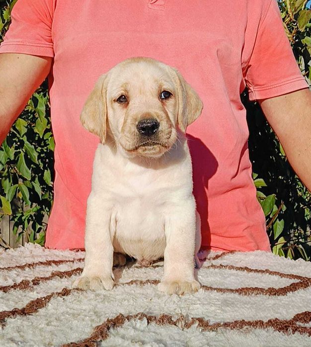 Labrador Retriever cu pedigree Tip A – canisă FCI Hidalgo’s Spirit
