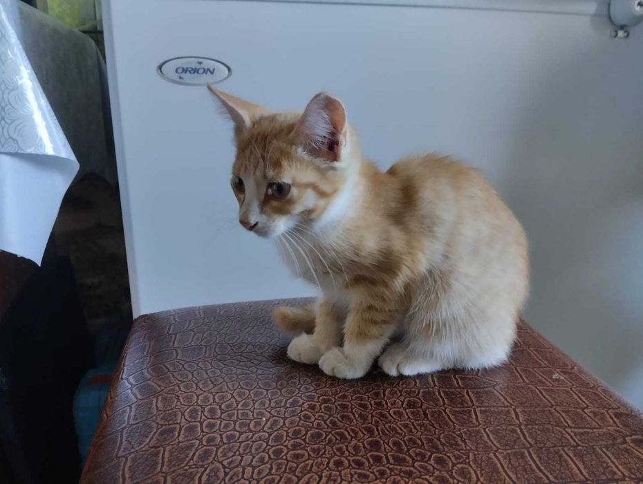 Отдам котенка в хорошие руки