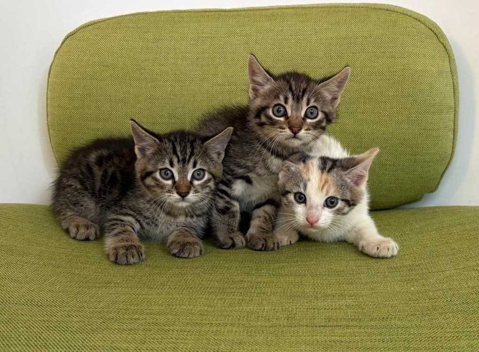 Pui de 5-6 saptamani pentru adoptie