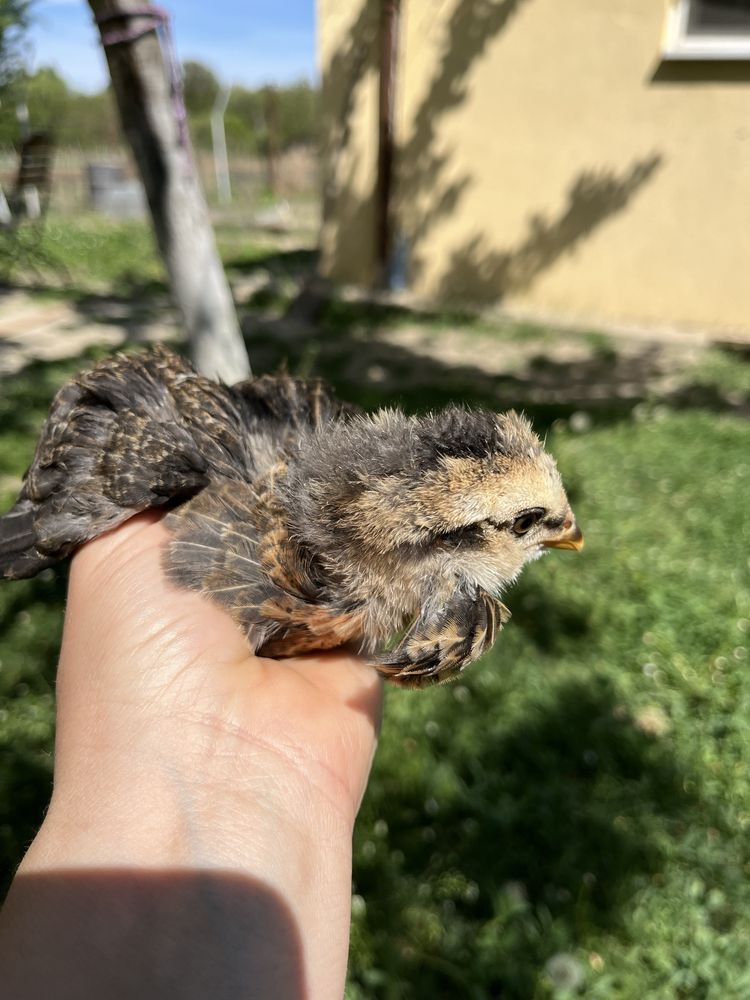 Pui araucana potarnichiu salbatic