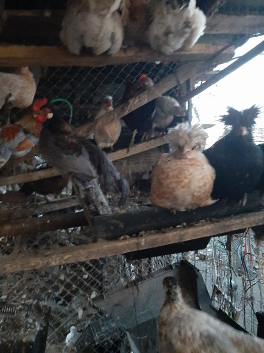 Rate ,Gâște , Cocoși, Iepuri diferite varste si culori