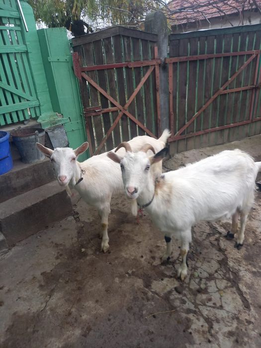 Vând capre rasa  ZANIA