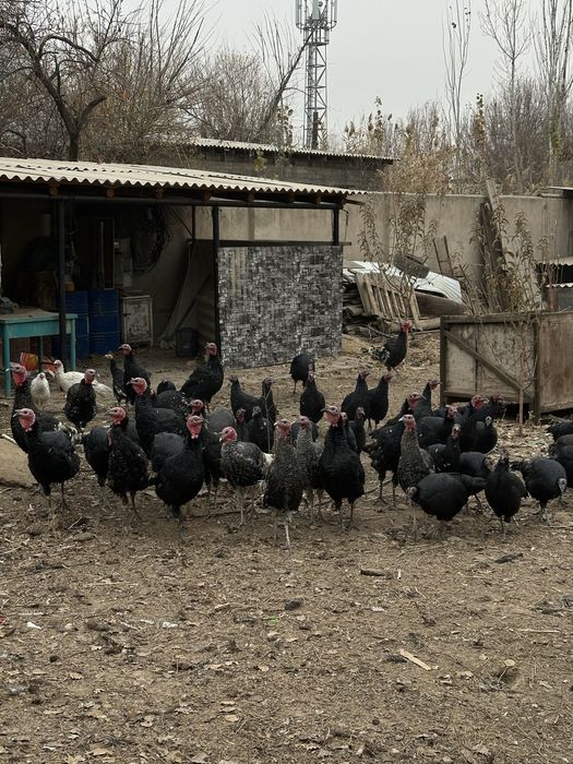 Күрке сатылады бағасын келісеміз 40-45 шт бао