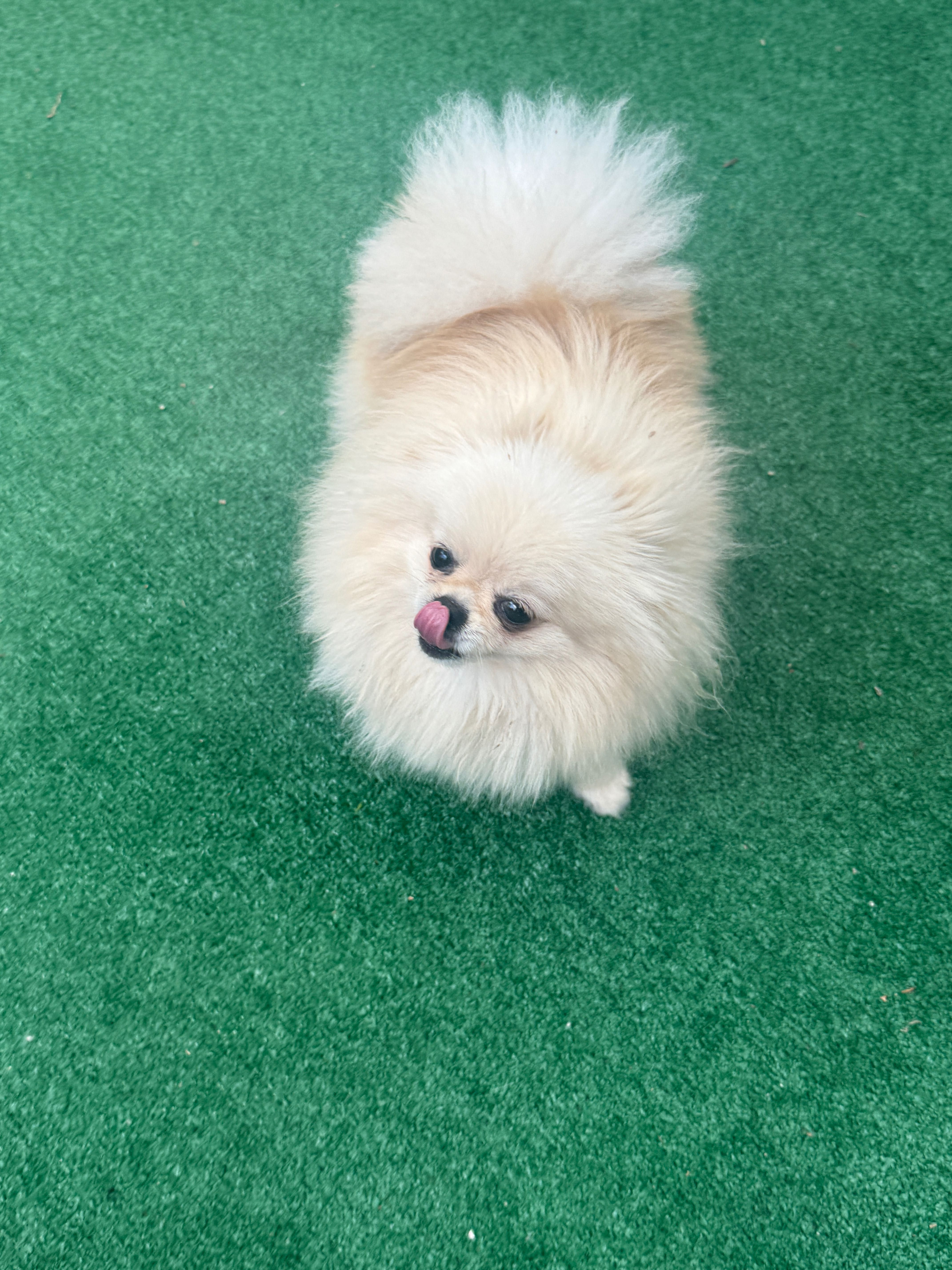 Померан /pomeranians