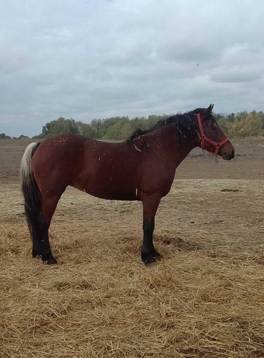 Vând iapă sau schimb cu vacă sau capre