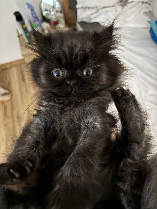 Pui persan chinchilla