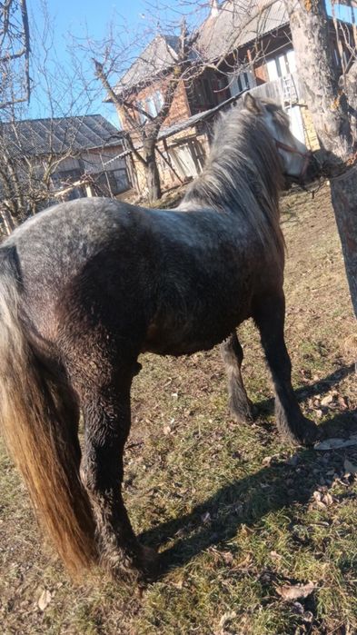 Vând cal foarte bun